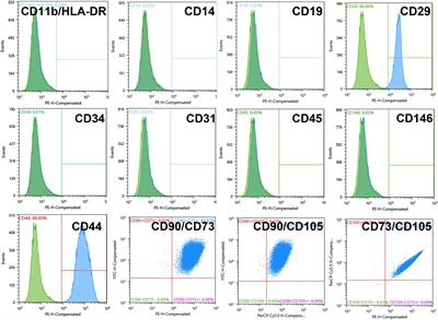 The Duo of Osteogenic and Angiogenic Differentiation in ADSC-Derived Spheroids